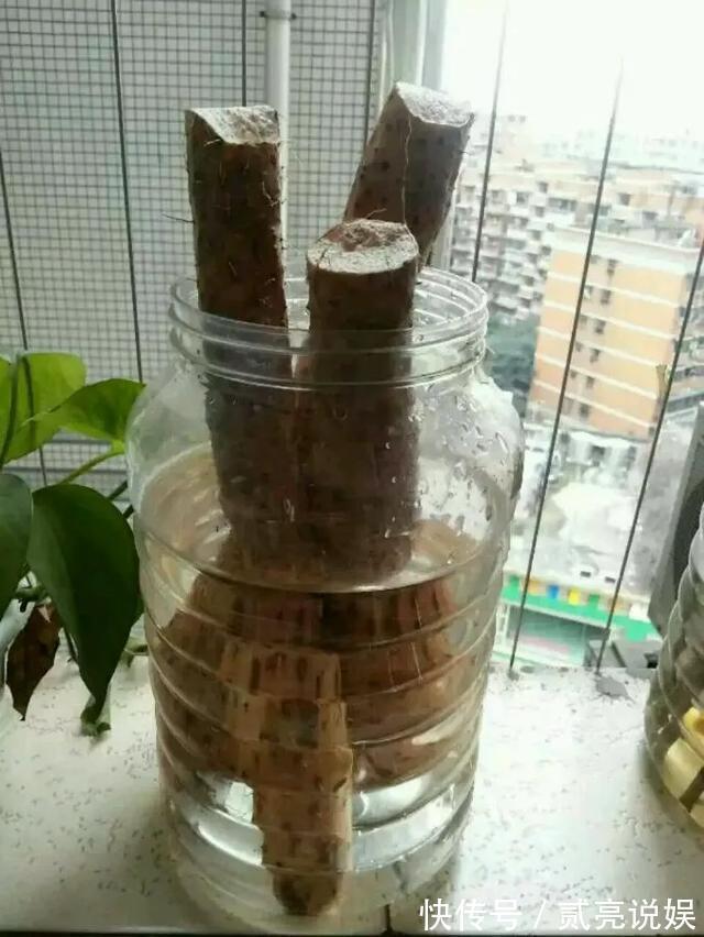 玉米粒|2个月没在家,厨房的菜变成小森林,再也不用买花了!水培蔬菜盆