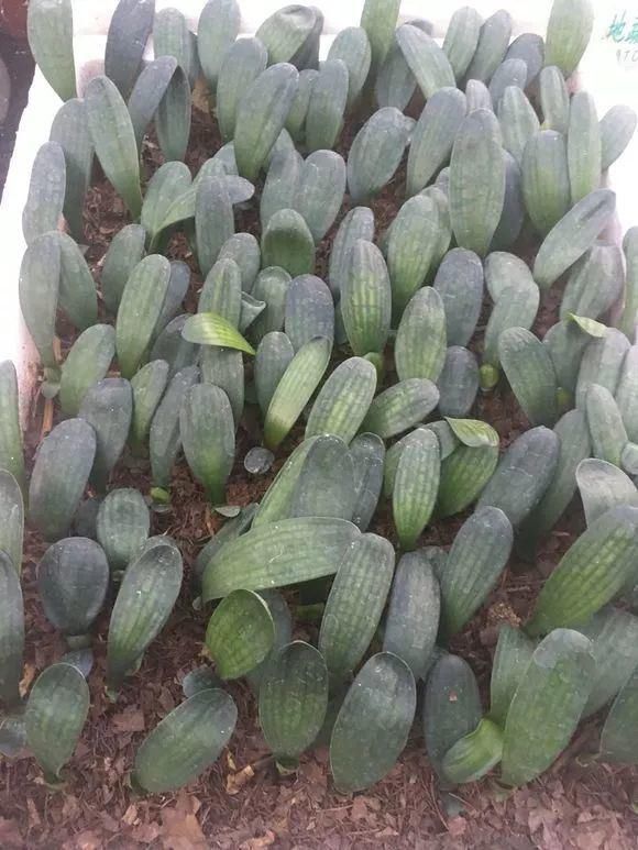 养花人|花盆里插1根筷子,解决了养花人的大难题,快试试看!