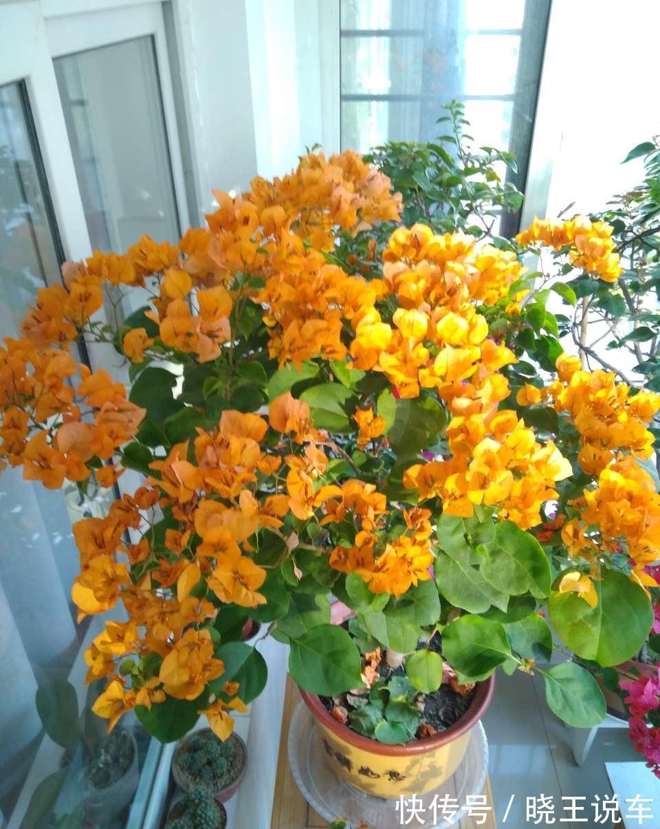 大约到冬季,三角梅做“3件事”,冰天雪地里,一样爆大花