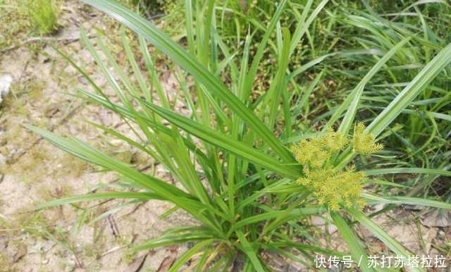 皮肤瘙痒|农村一常见奇葩野草，开花结果全是“刺”，却可用来治女性病