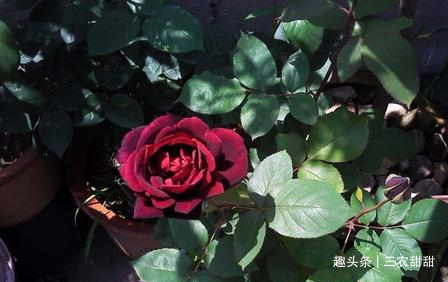 花卉|此花,比牡丹漂亮,比桂花还香,家里放一盆,能熏一室香,超赞!