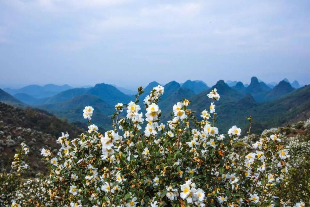 拍照|又挖到一些神仙拍照宝藏地，金黄灿灿，层林尽染，缤纷花海都有！