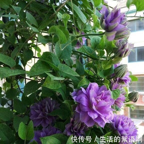 奶奶家的小院,养了2棵花,三年之后,朋友都专门去欣赏,太好看!