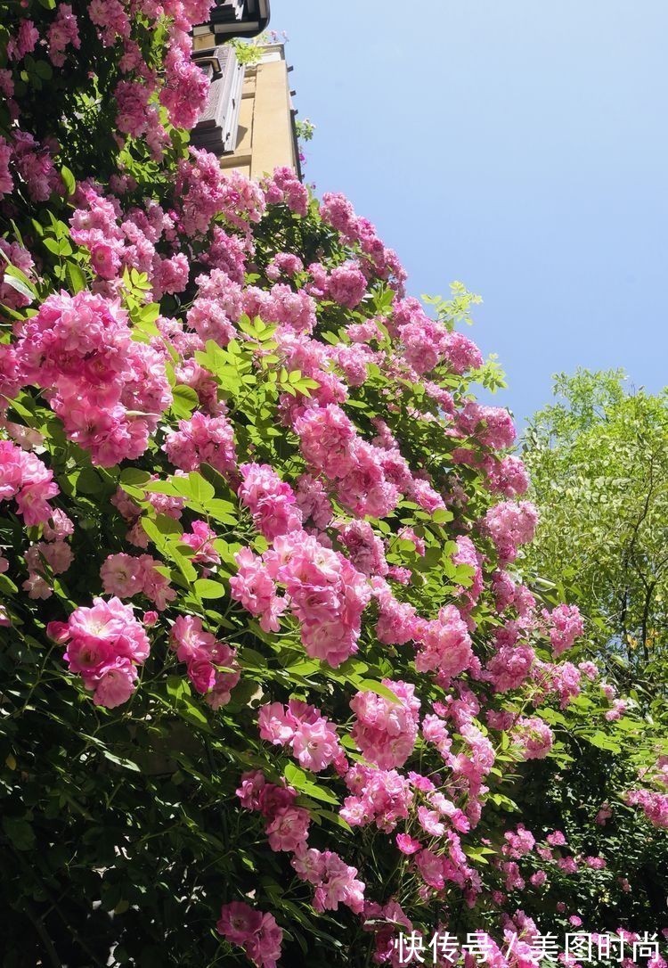 庭院改造:50㎡的下沉式庭院造花园,有地我也建一个,太好看了!