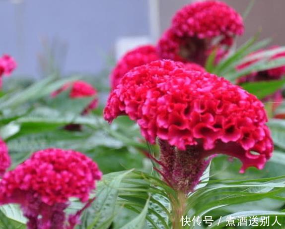 3种乡下常见的野菜女性常吃,凉血止血、清肝明目,谁吃谁受益