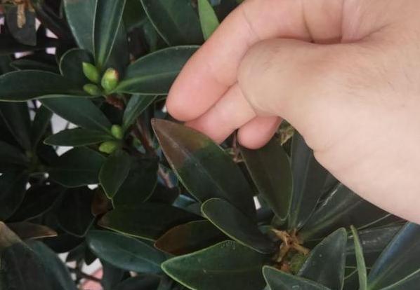 发酵|新人养花没经验不用担心,用它们浇花轻松搞定肥料难题