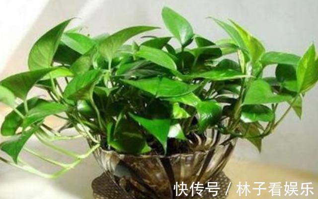 水培植物|哪种“水”更适合水培绿萝小花匠用这种水，水培绿萝疯长爆盆