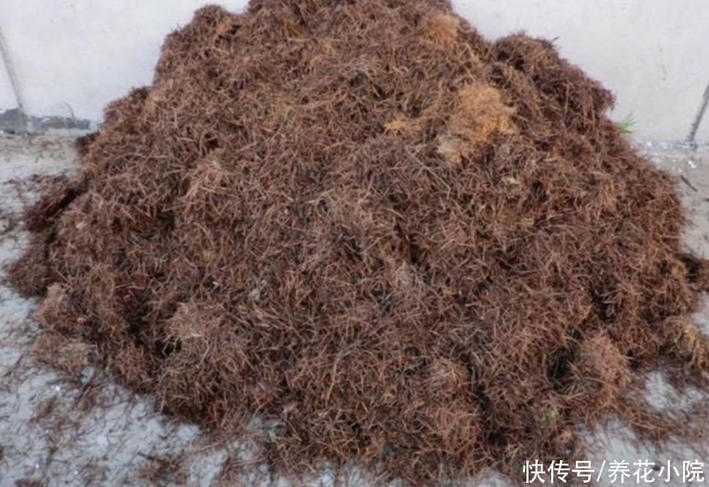 土壤|养花用松针土,3件细节要做好,否则对花卉生长不利