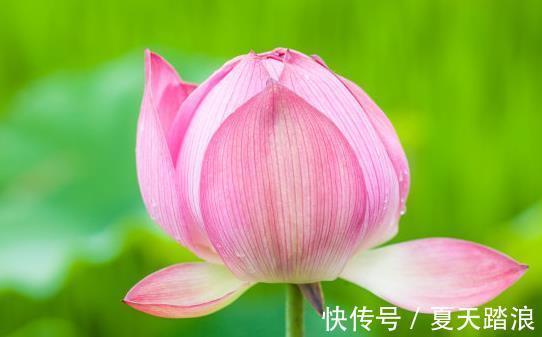 喜事|8月上旬，吉星近身，4属相迎来桃花，喜事不断，生活更精彩