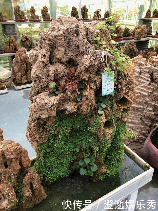 100块买个吸水石,15元买棵吊兰栽上面,养2年拿到市场能卖4000