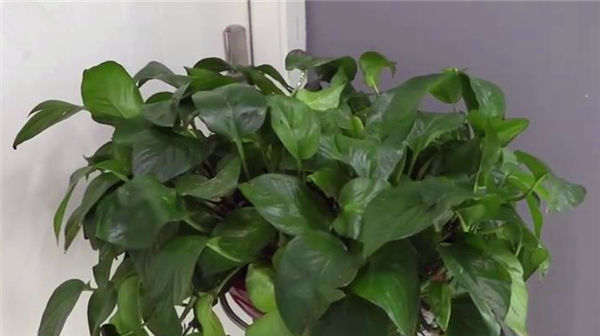 原来绿萝是有毒的家里有的快看看，别不信，等出事再后悔就晚了