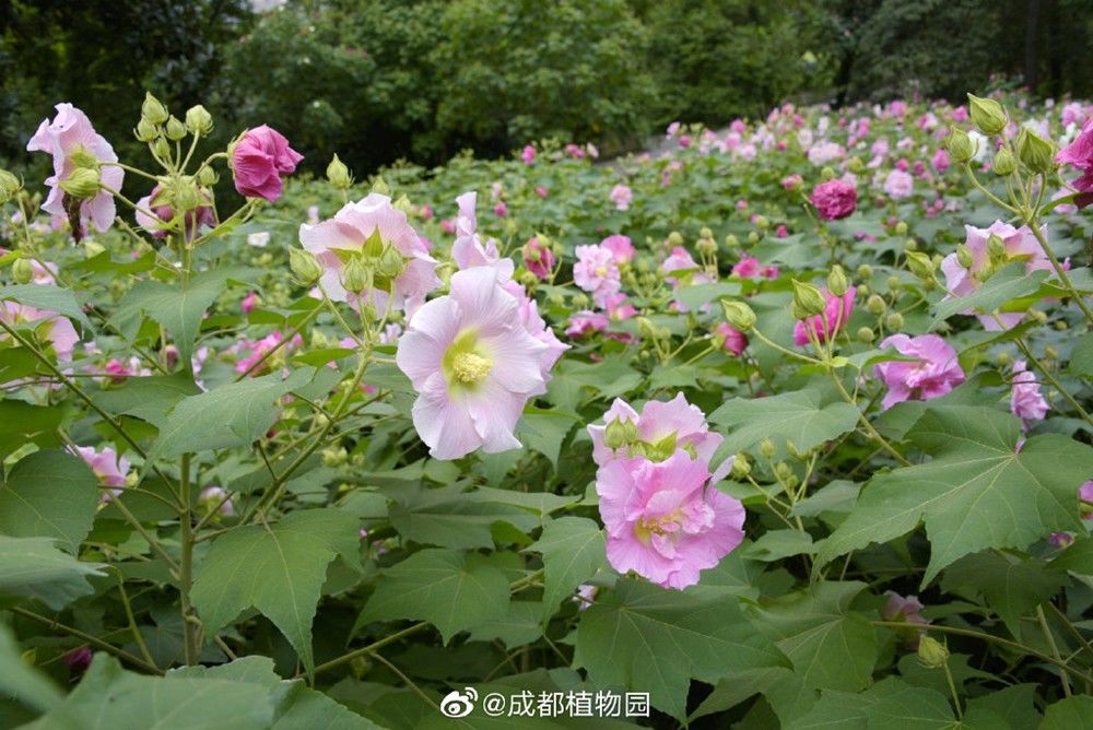 天府芙蓉园|C位出道！成都50000株芙蓉花开了