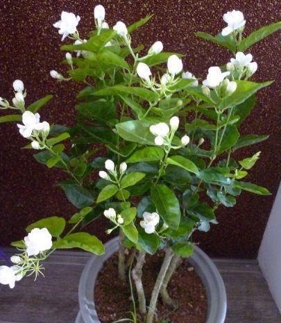 这“3种”花最爱油烟机的“脏油”,盆里挖洞倒1点,蹭蹭长半年!