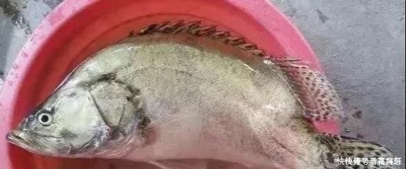  中国最好吃的6种鱼，全吃过的，请允许我叫你一声“土豪”