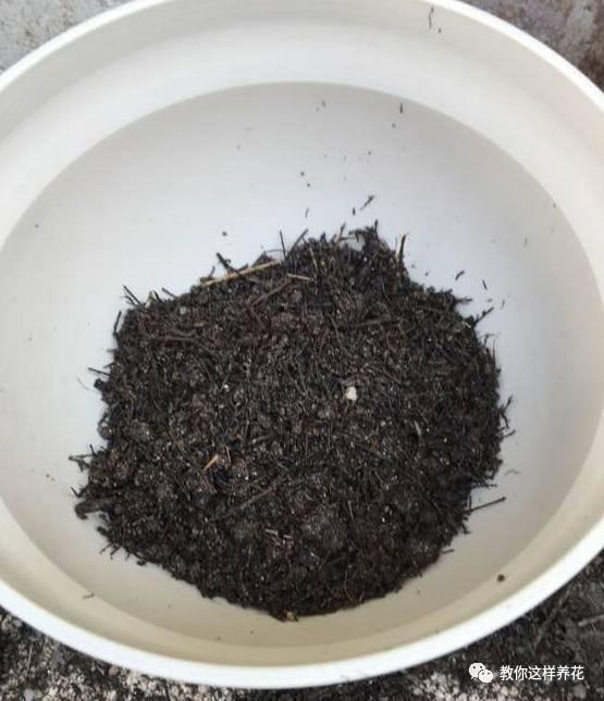 花友|用好3招，吊兰马上抽条长新叶，还呼呼开花！