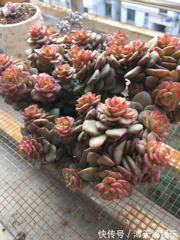 盆里加把灰,多肉一个月胖一圈,答案在这,其实很简单