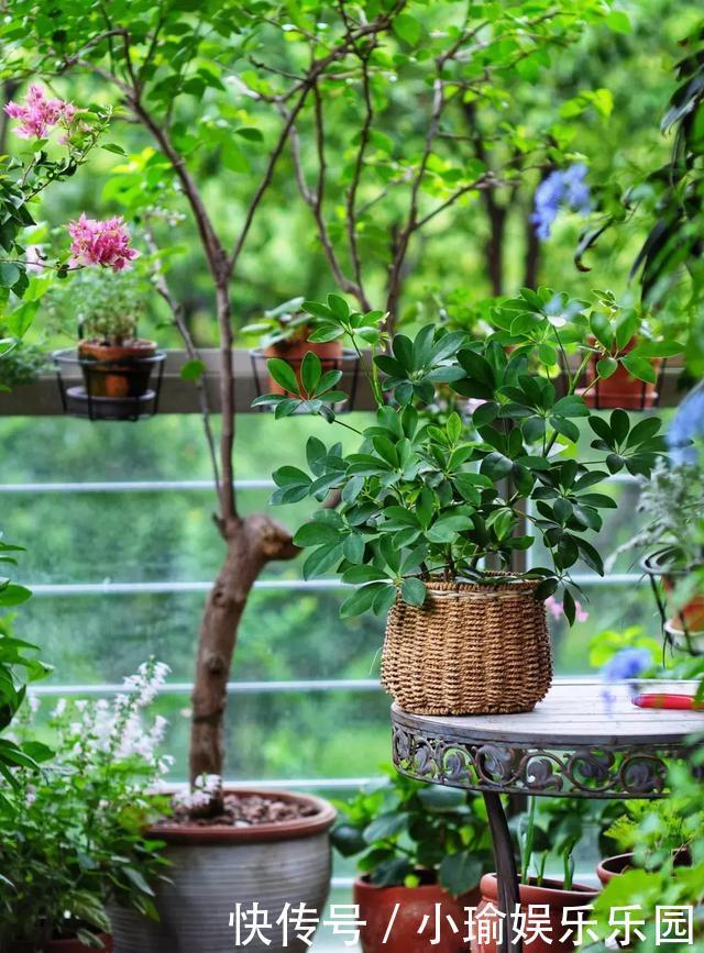 客厅养花,聪明人就选这6种,时尚大气,旺人旺宅!