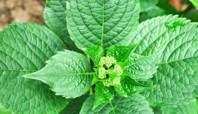 11种花一定不要再修剪，剪了影响开花，别大意