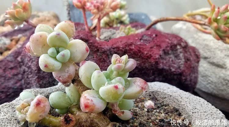 如莲似花,美好心情由你而始!