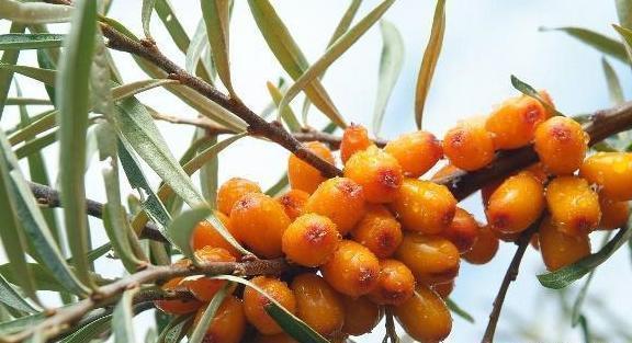 脾胃|13岁男孩半年长高8厘米,儿科:此物是身高“助长剂”可多吃