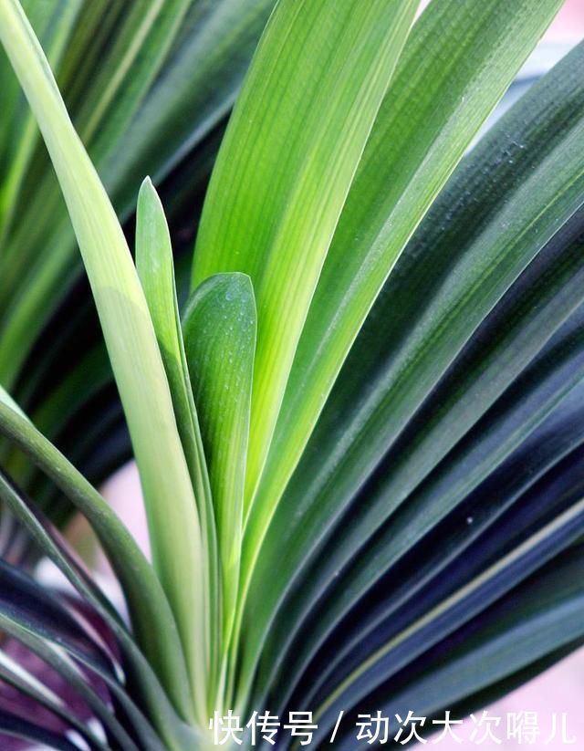 肉质根|做好“2件事”,君子兰根肥,新叶多,年年开“爆盆”
