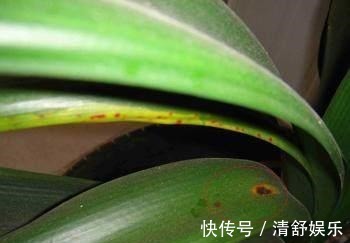 君子兰叶子长斑怎么办,找准原因快速解决君子兰叶斑问题