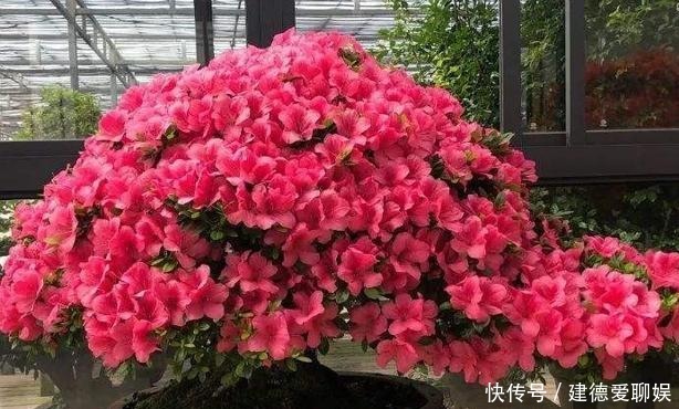 盆栽杜鹃花|冬季养杜鹃花,记住一点小细节,它会长得更茂盛,花苞多繁花似锦