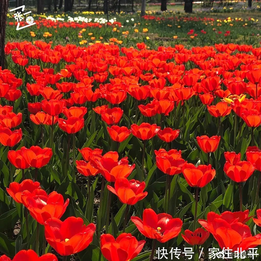 醉美花海！世界花后”正香飘京城，观赏面积超120000㎡！快去打卡