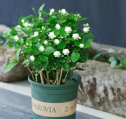 养护|家里养了4种花,夏天也别忘了施肥,不然花香淡开花少