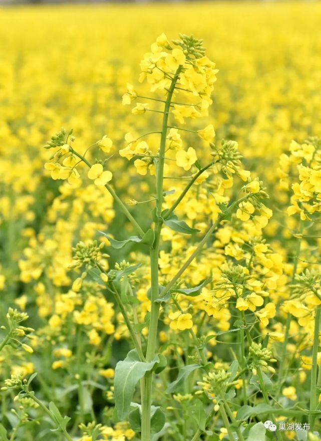 《行遍合肥》巢湖油菜花海已上线！遍地金黄！