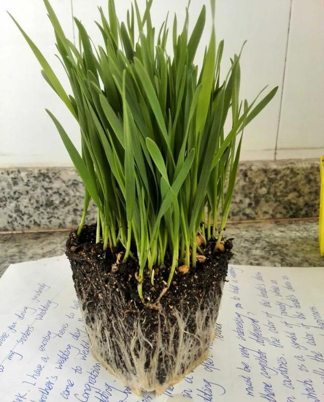 丢一把种子到水里，7天冒出小森林，越热越长个！绿植盆栽不用买