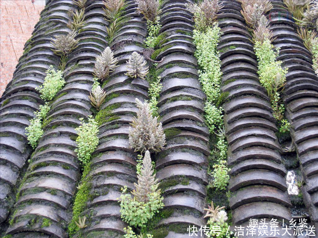 農(nóng)村這種野草，長(zhǎng)在屋頂俗稱(chēng)“太歲草”卻作用大，遇見(jiàn)了請(qǐng)多珍惜