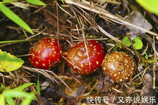 农村|农村这种常见的“野果”，烂在地里无人要，现如今卖到20一斤