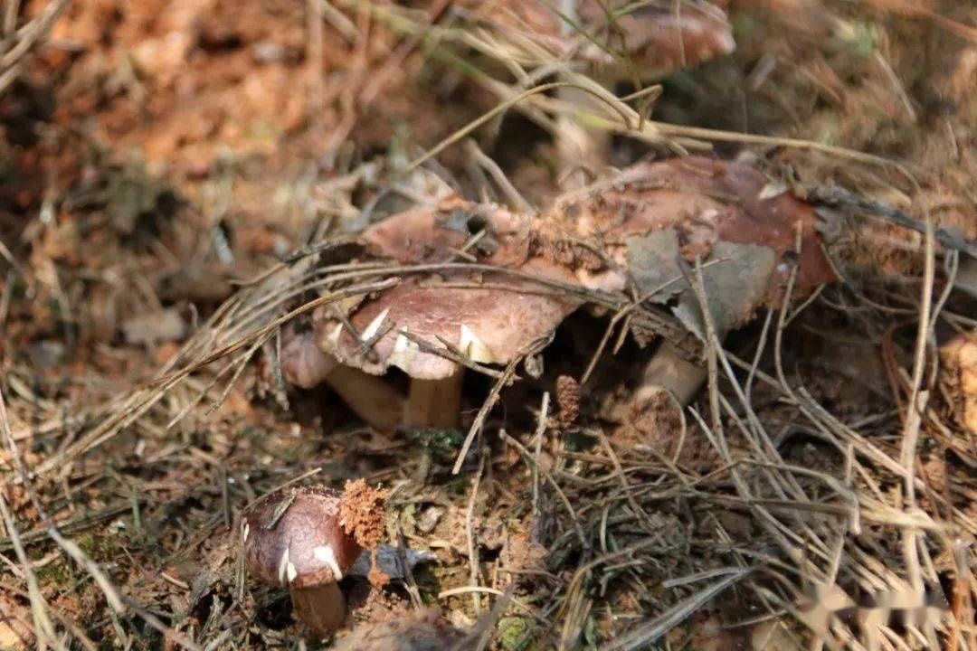 赣县农村山林中有一种“野味”叫捡“石子青”！
