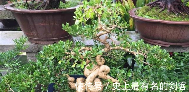 光照|黄杨盆景姿态优美是如何制作的后期养护，盆景制作方法在这里！