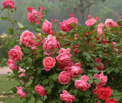 新手养月季,购买时间有讲究,避开这个季节,不然养不活浪费钱!