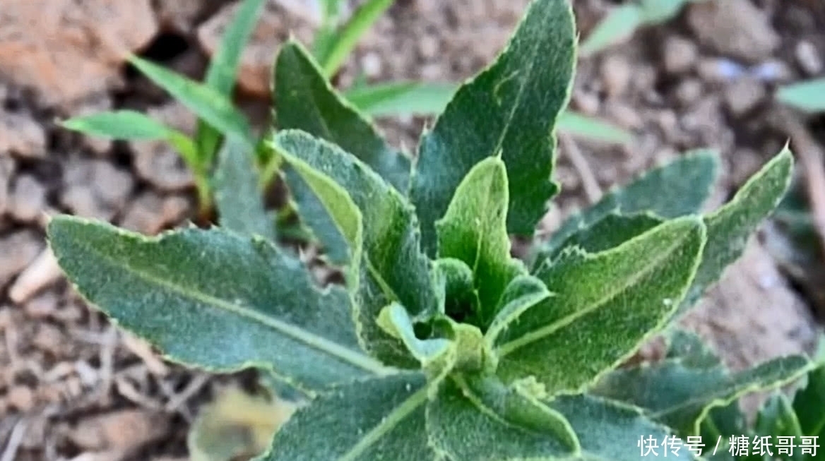 农村遍地都是的野草,小时候都叫不上名字,看看你认识哪几个