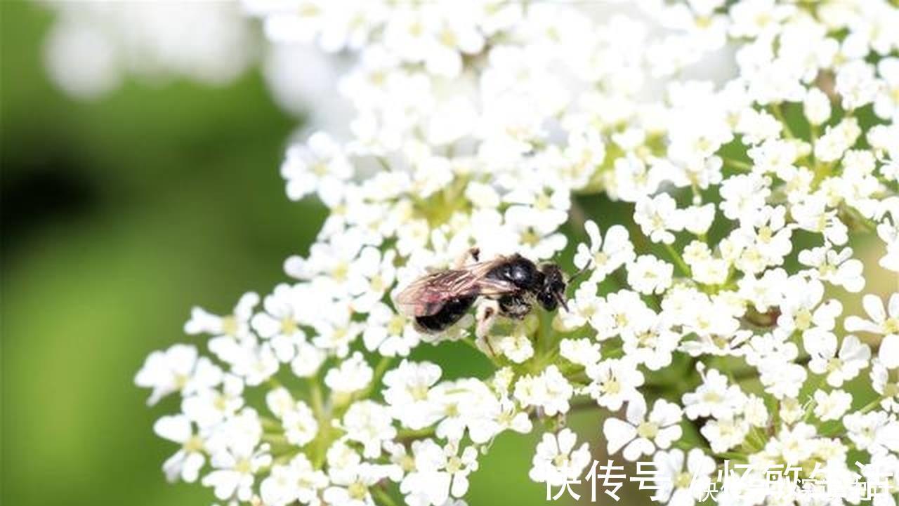 蜜蜂|一首很唯美的宋诗，也是达到了诗中有画，画中有诗的境界！