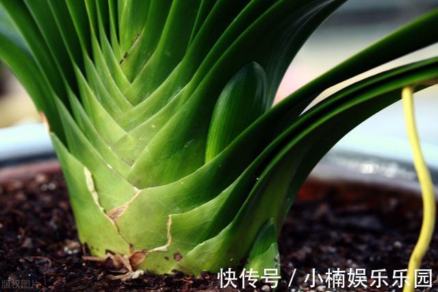 叶子|怎样让君子兰一年长出8片叶子？他的做法，值得我们学习