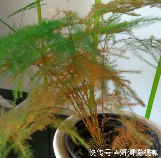叶子|养文竹避开“4个坑”,不黄叶不徒长,郁郁葱葱长满花盆