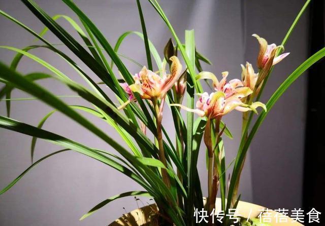 喷雾|家庭养兰花怎么浇水?园艺师教你,其实很多人都浇错了