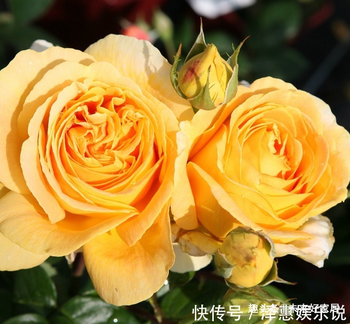 喜欢玫瑰,不如养“精品月季” 全球美人,金光灿烂,高端大气