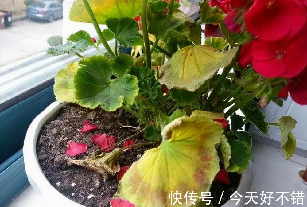 叶片|10种花,空气再干也别“喷水”,容易黄叶“掉花苞”
