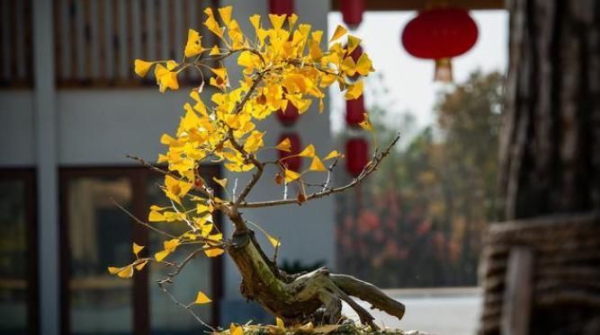 盆景|4个方法，让盆栽银杏变成矮、胖、矬，好看又值钱