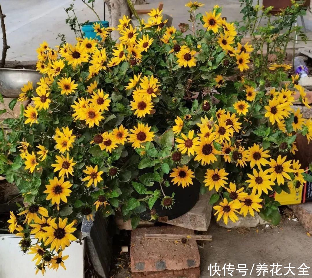 你养的花，暴露你的“性格缺点”，赶紧来测测