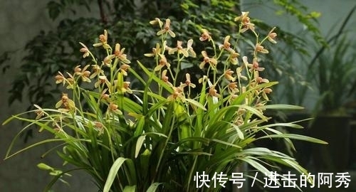 20种“坑人花”,真的很难养,没有三五年的养花经验,别入坑