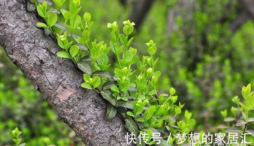 芳藤|扶芳藤的根系发达，搞不定附石式或附木式盆景，可以拿它练手！
