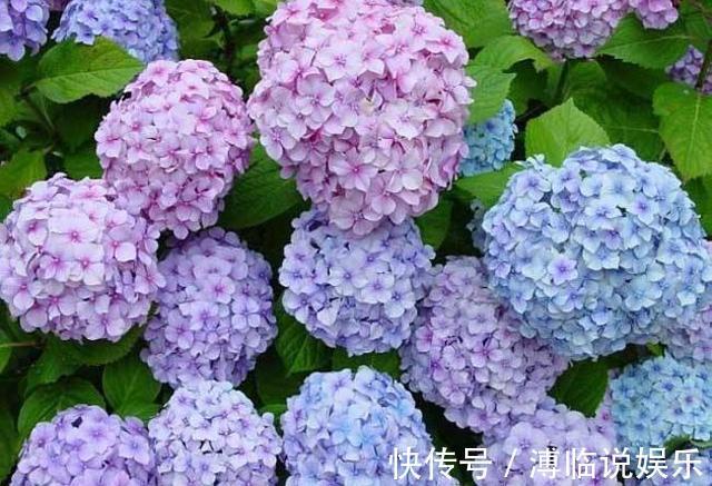 茂密|这几种花入秋就别动了,剪错地方花芽全掉了,明年开花都成问题