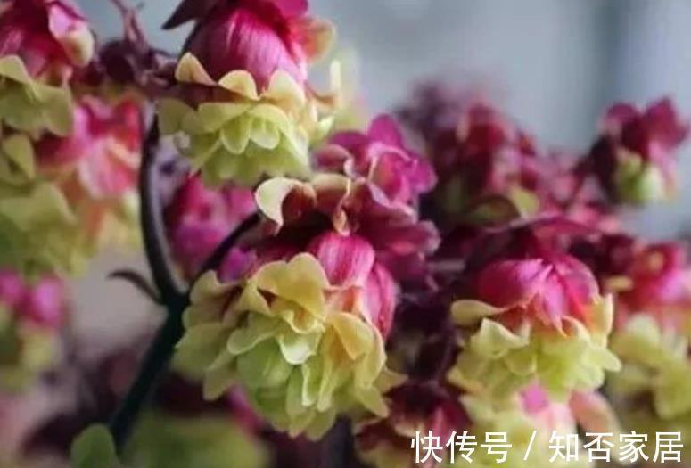 菲菲|3种高颜值长寿花,每一种都让人爱不释手,皮实好养易爆花