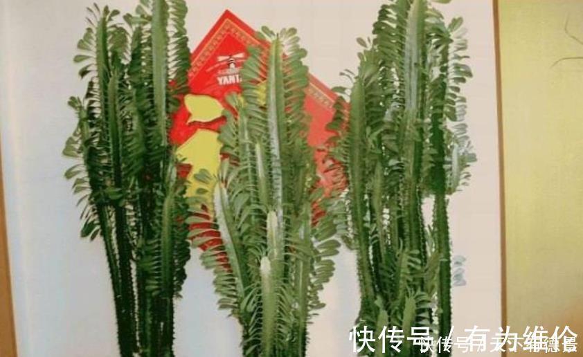 此花浑身带刺，室内养一盆辟邪，养在客厅能窜2米高，大气！